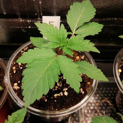 Lucy growlog timeline photo