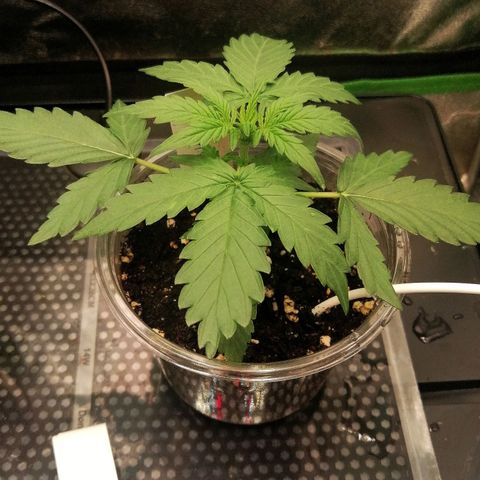 Elsa growlog timeline photo