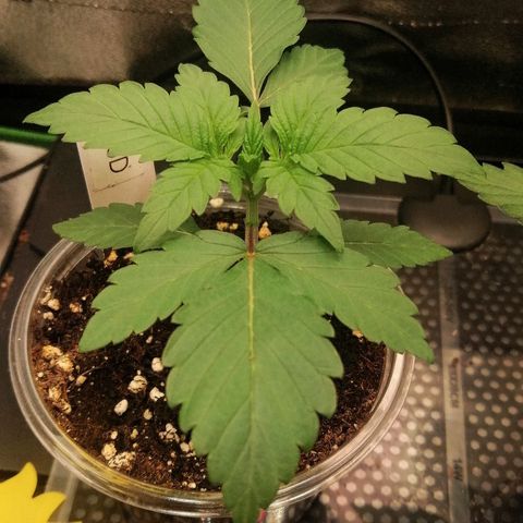 Lucy growlog timeline photo