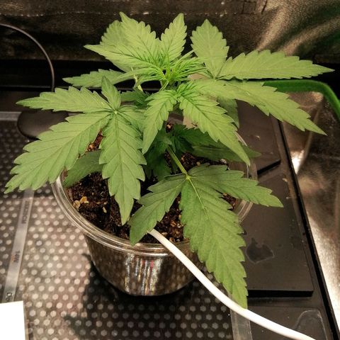 Elsa growlog timeline photo