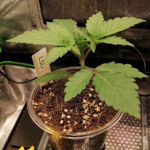Lucy growlog timeline photo