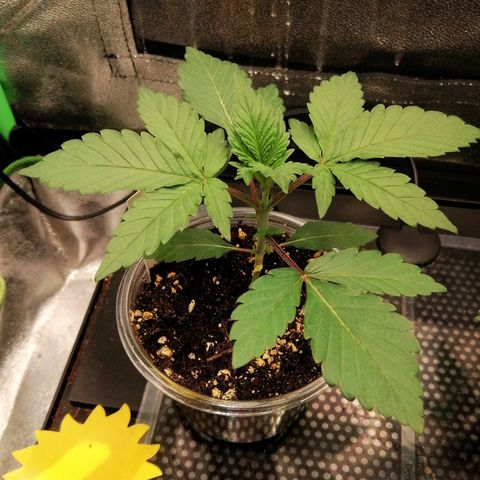 Lucy growlog timeline photo
