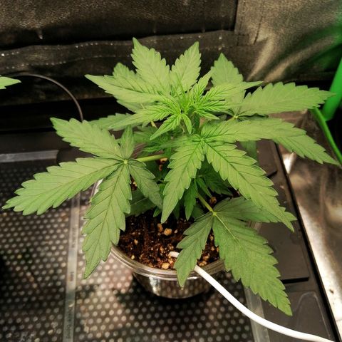 Elsa growlog timeline photo