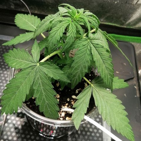 Elsa growlog timeline photo