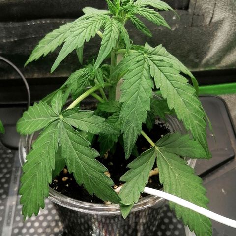 Elsa growlog timeline photo