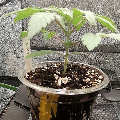 Lucy growlog timeline photo