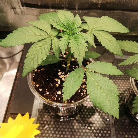 Lucy growlog timeline photo