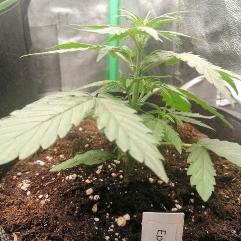 Elsa growlog timeline photo