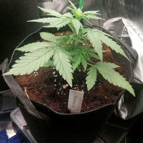 Elsa growlog timeline photo