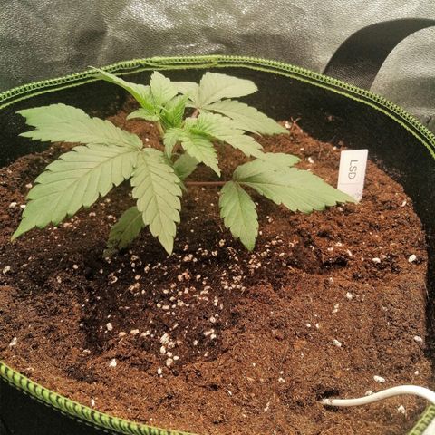 Lucy growlog timeline photo
