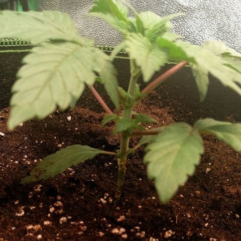 Lucy growlog timeline photo