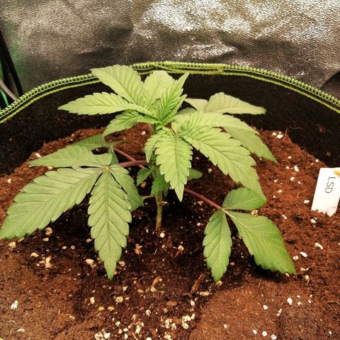 Lucy growlog timeline photo