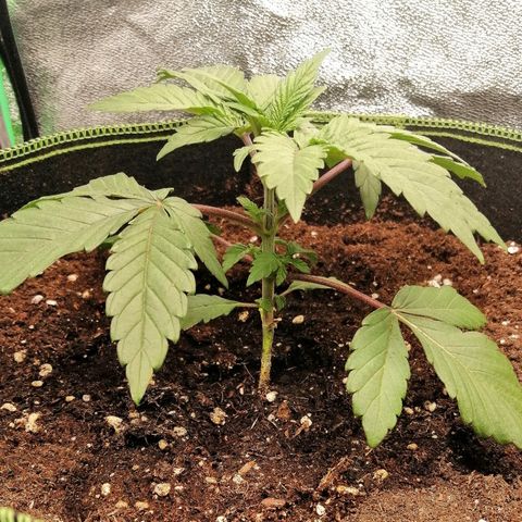 Lucy growlog timeline photo