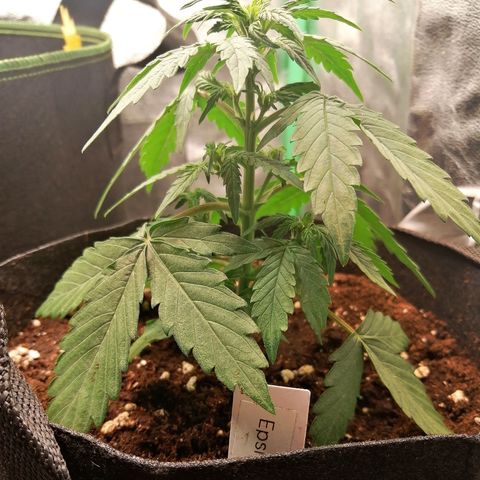Elsa growlog timeline photo