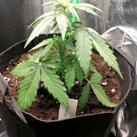 Elsa growlog timeline photo