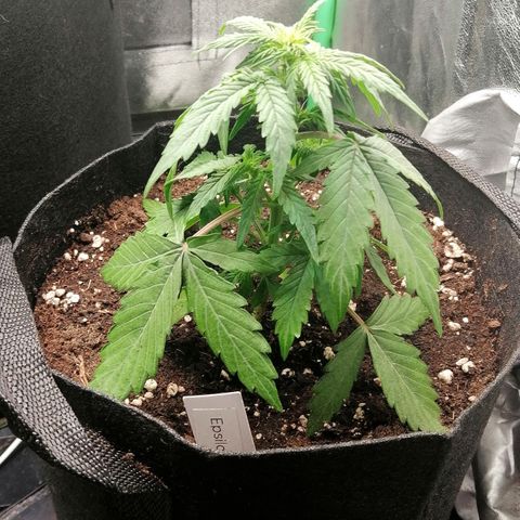 Elsa growlog timeline photo