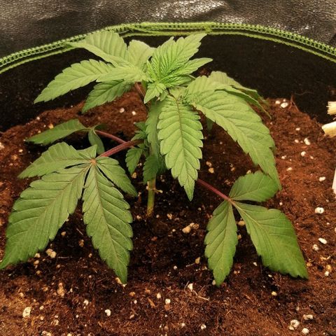 Lucy growlog timeline photo