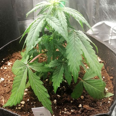 Elsa growlog timeline photo