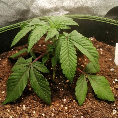 Lucy growlog timeline photo