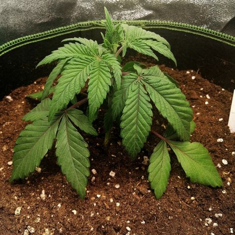 Lucy growlog timeline photo