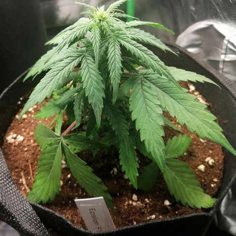 Elsa growlog timeline photo