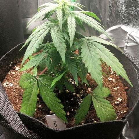 Elsa growlog timeline photo