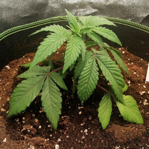 Lucy growlog timeline photo