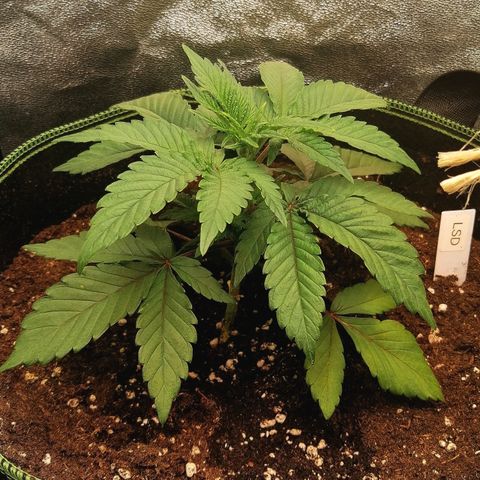 Lucy growlog timeline photo