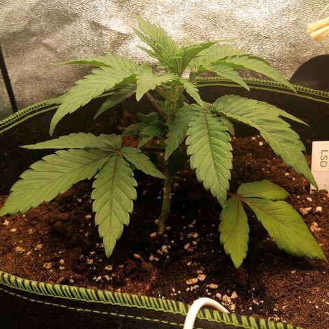 Lucy growlog timeline photo