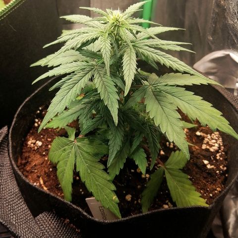 Elsa growlog timeline photo