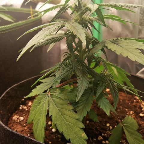 Elsa growlog timeline photo