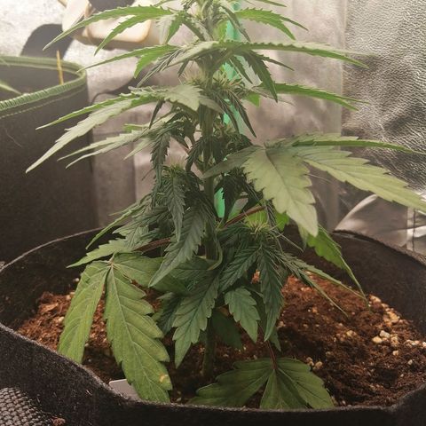 Elsa growlog timeline photo