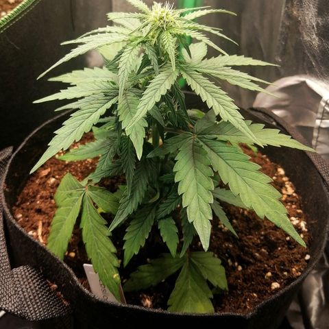 Elsa growlog timeline photo