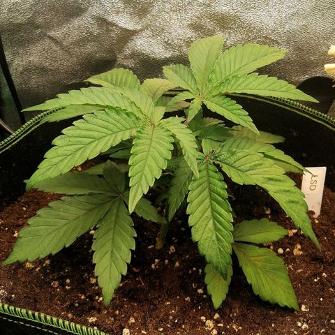 Lucy growlog timeline photo