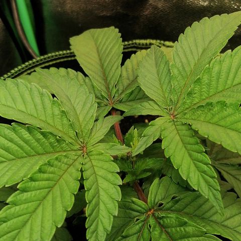 Lucy growlog timeline photo