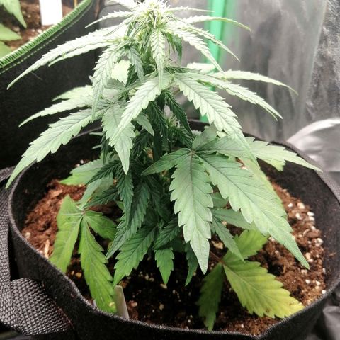 Elsa growlog timeline photo