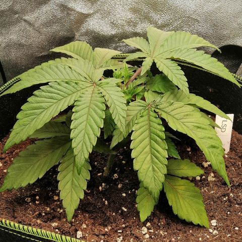 Lucy growlog timeline photo