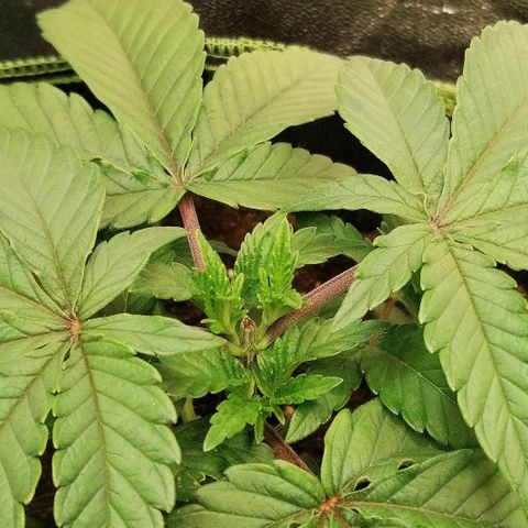 Lucy growlog timeline photo