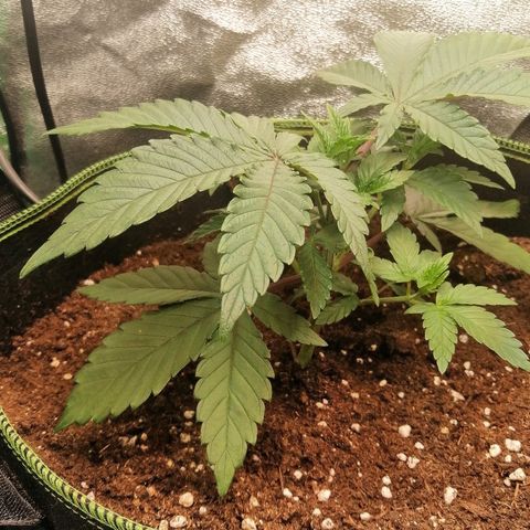 Lucy growlog timeline photo
