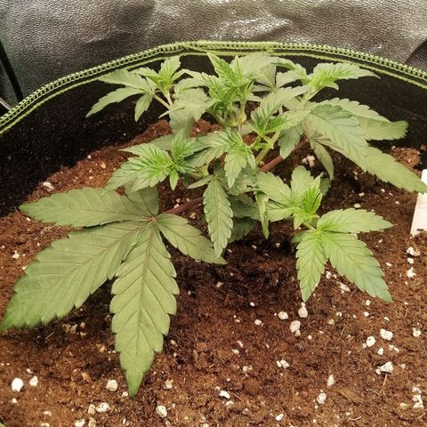 Lucy growlog timeline photo