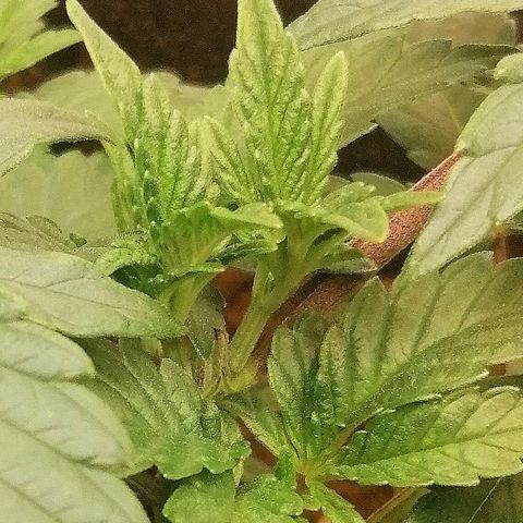 Lucy growlog timeline photo