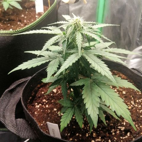 Elsa growlog timeline photo