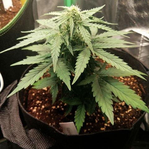 Elsa growlog timeline photo