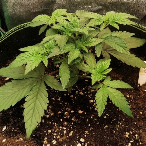Lucy growlog timeline photo