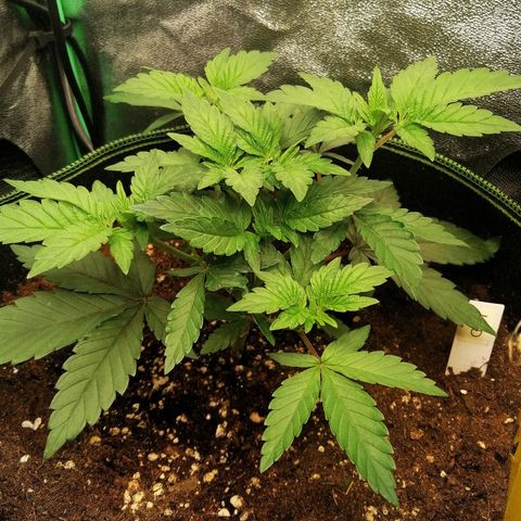 Lucy growlog timeline photo