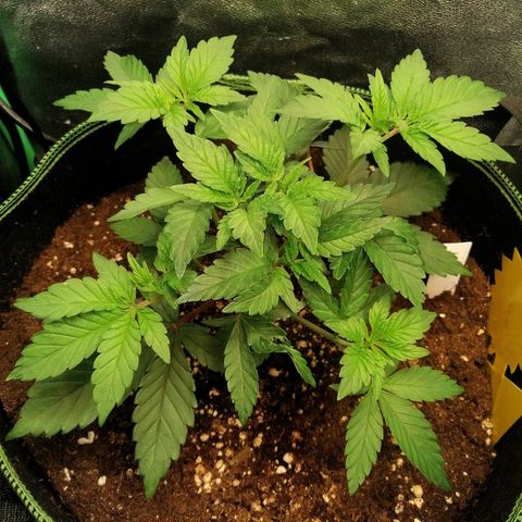 Lucy growlog timeline photo