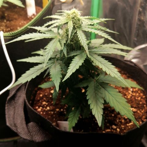 Elsa growlog timeline photo