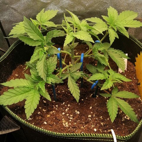Lucy growlog timeline photo