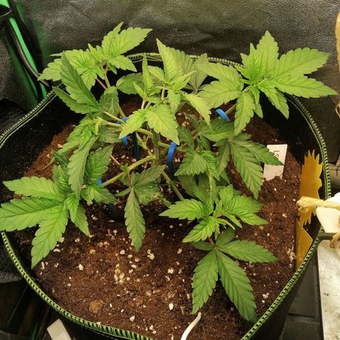 Lucy growlog timeline photo