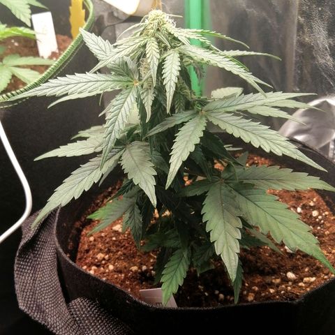 Elsa growlog timeline photo